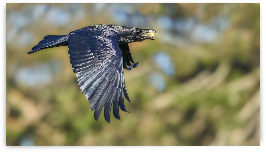 Raven Flying With A Treat by RaphaelXOX