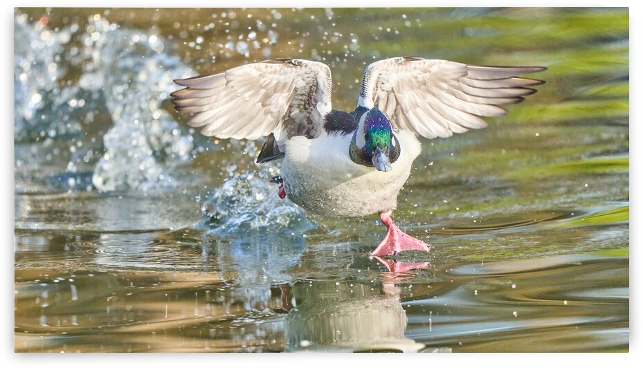 Bufflehead Duck Running Lift Off by RaphaelXOX