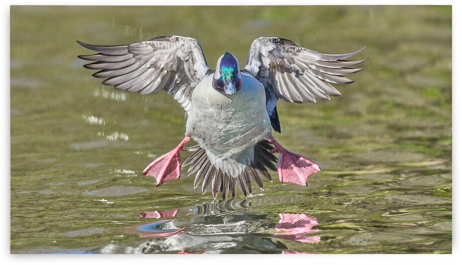 Bufflehead Duck Shows His Stuff  by RaphaelXOX