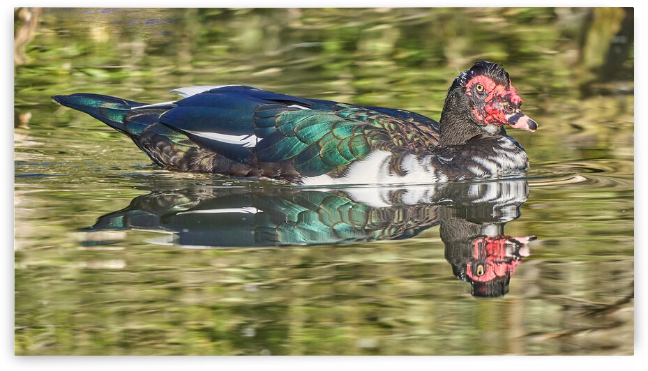 Ferdinand Muscovy Gracefully Glidding by RaphaelXOX