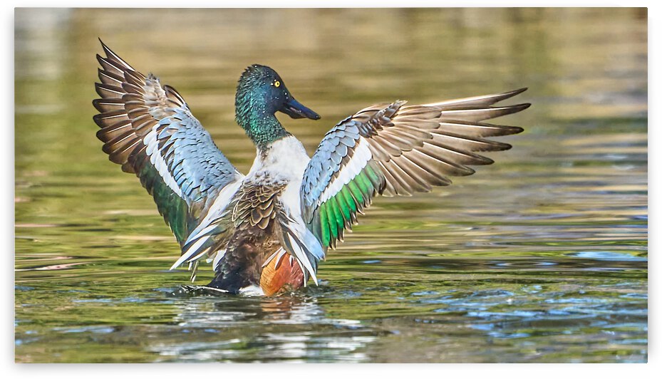 Northern Shoveler Splendor by RaphaelXOX