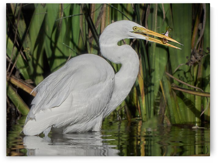 Egret Catches Tasty Tidbit by RaphaelXOX