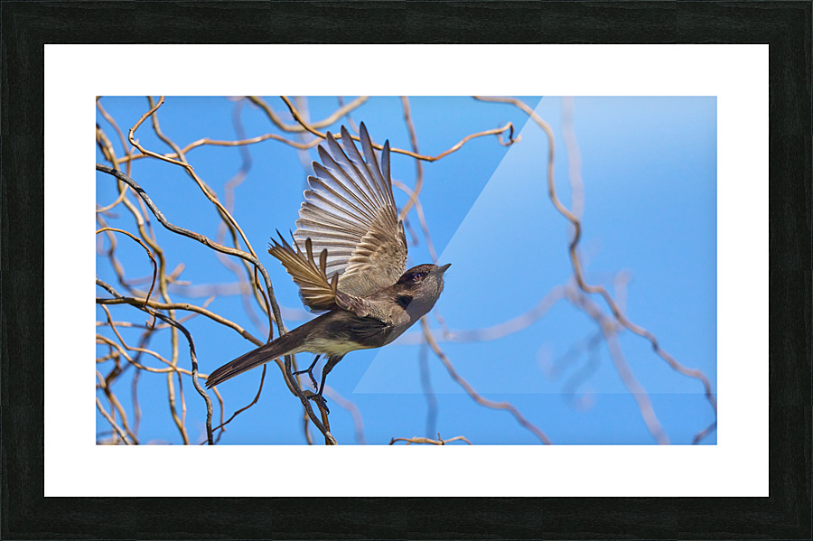 Black Phoebe Takes Flight Picture Frame print