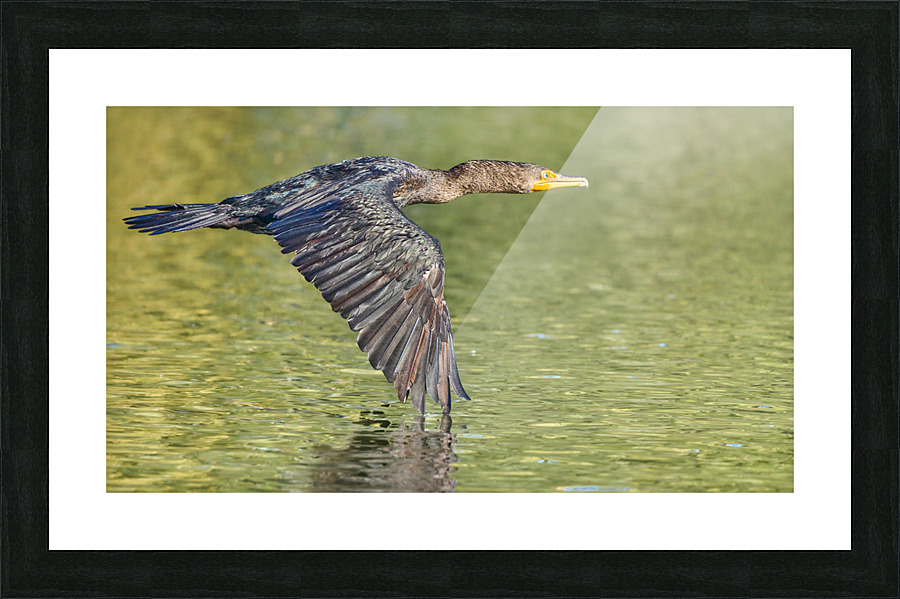 Cormorant Glidding Gracefully Picture Frame print
