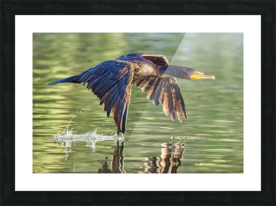 Cormorant Wing Tip Touch Picture Frame print