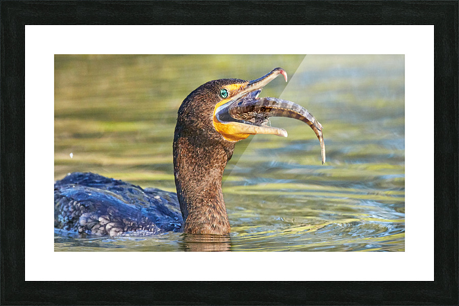 Cormorant Swallows Snack Picture Frame print