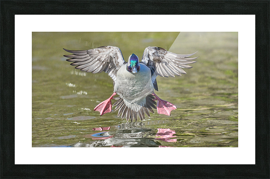 Bufflehead Duck Shows His Stuff  Picture Frame print