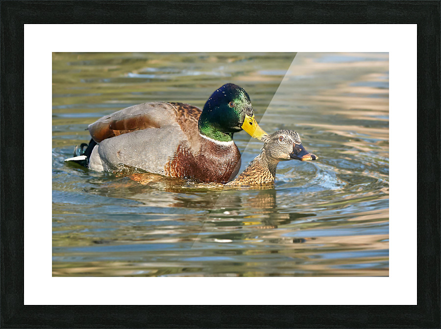 Mallard Romance Picture Frame print