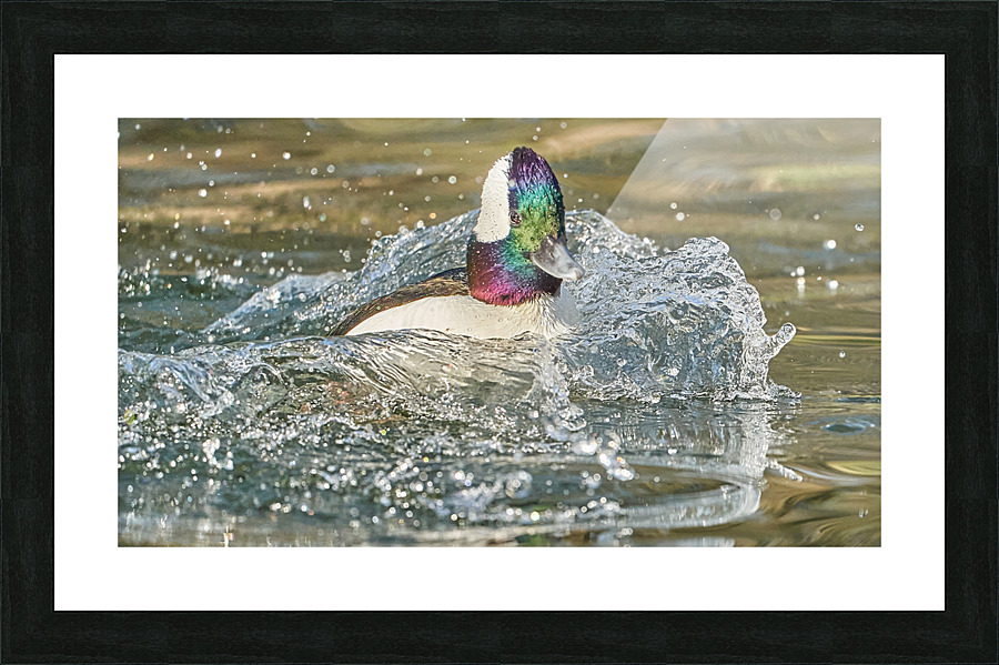 Bufflehead Splashing Waves Picture Frame print