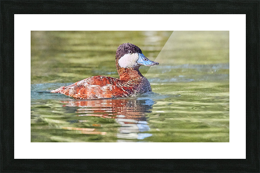 Ruddy Duck Looking Dapper Picture Frame print