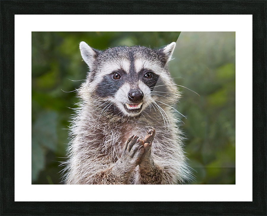 Rene   RaCoon Picture Frame print