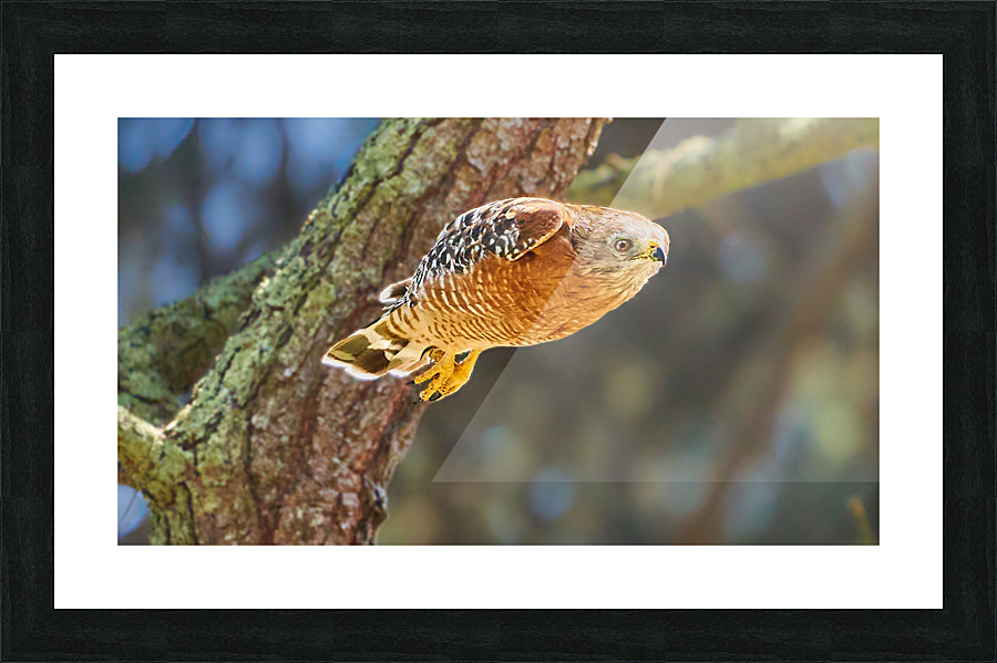 Leaping Red Shouldered Hawk Picture Frame print