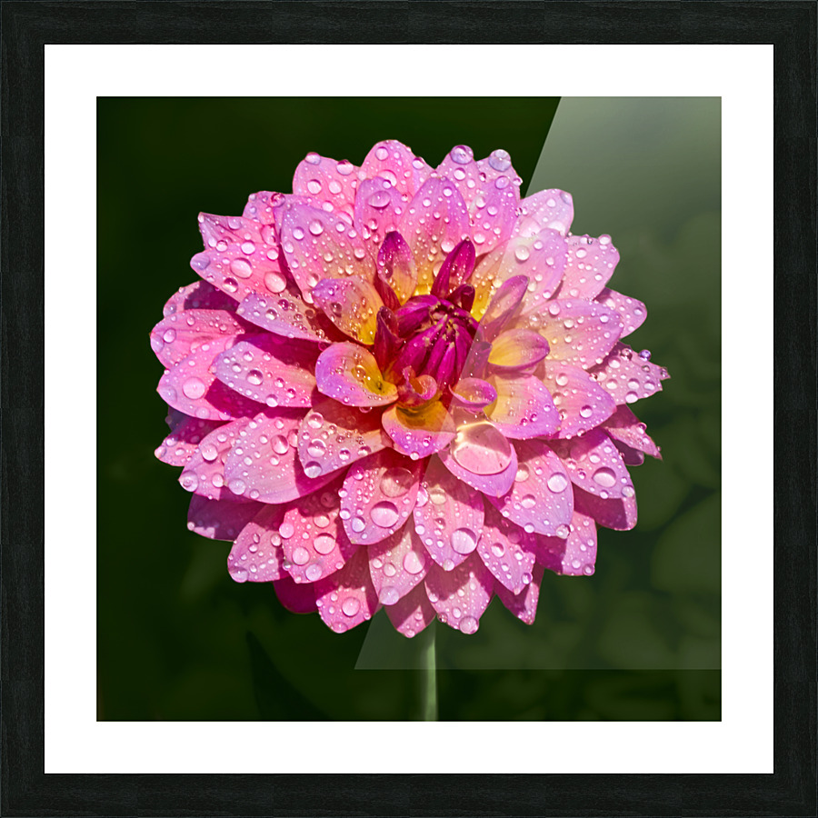 Dahlia Delicious Picture Frame print