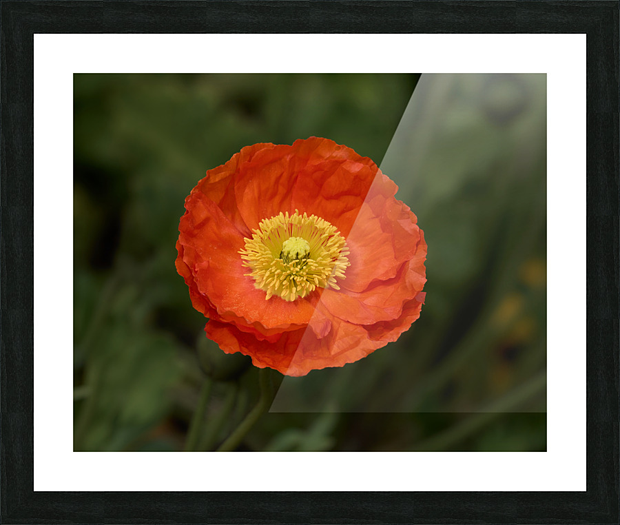 Poppy Perfect Picture Frame print