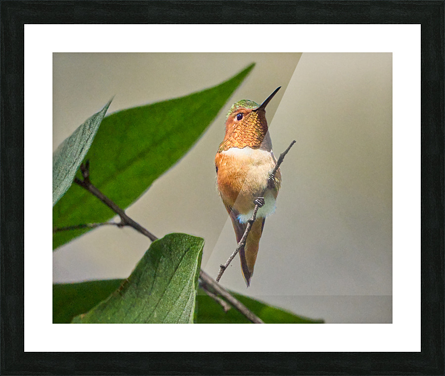 Allens HummerFun Looking Sharp Picture Frame print
