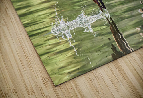 Cormorant Wing Tip Touch RaphaelXOX puzzle