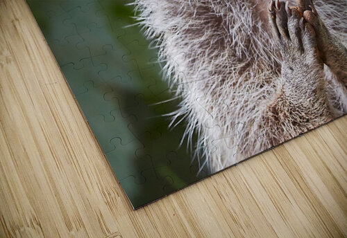 Rene   RaCoon RaphaelXOX puzzle