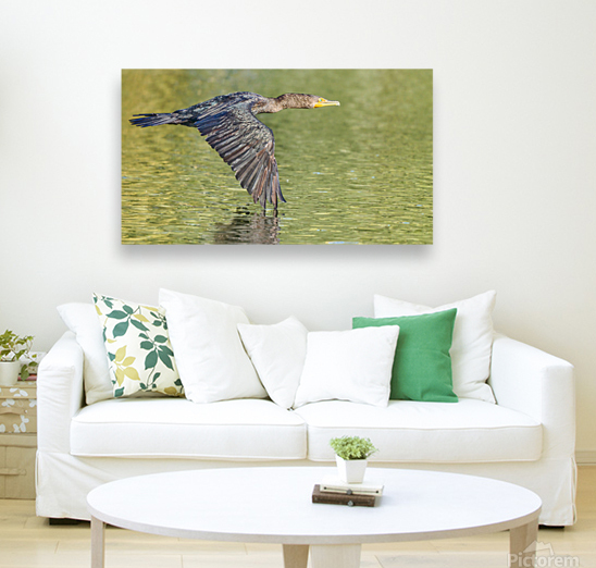 Cormorant Glidding Gracefully Reproduction
