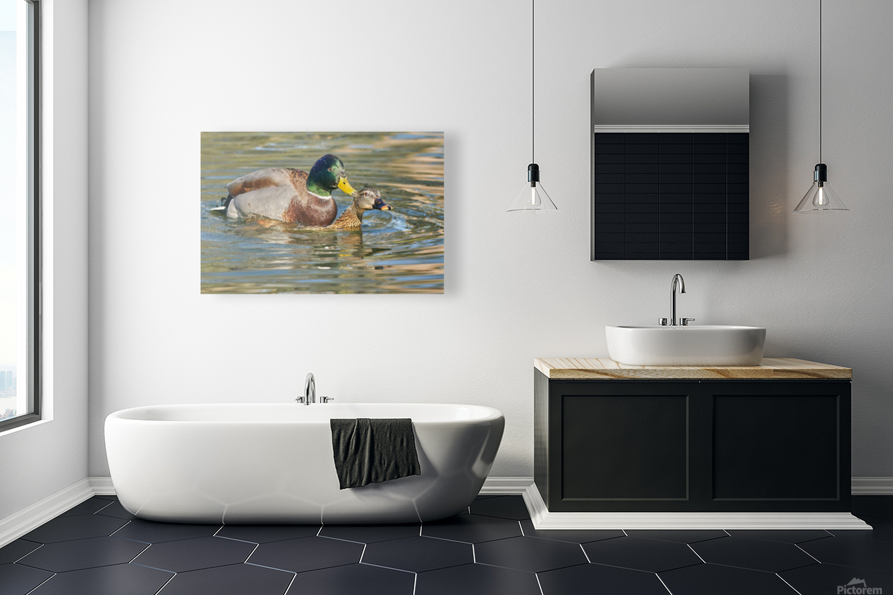 Mallard Romance Reproduction