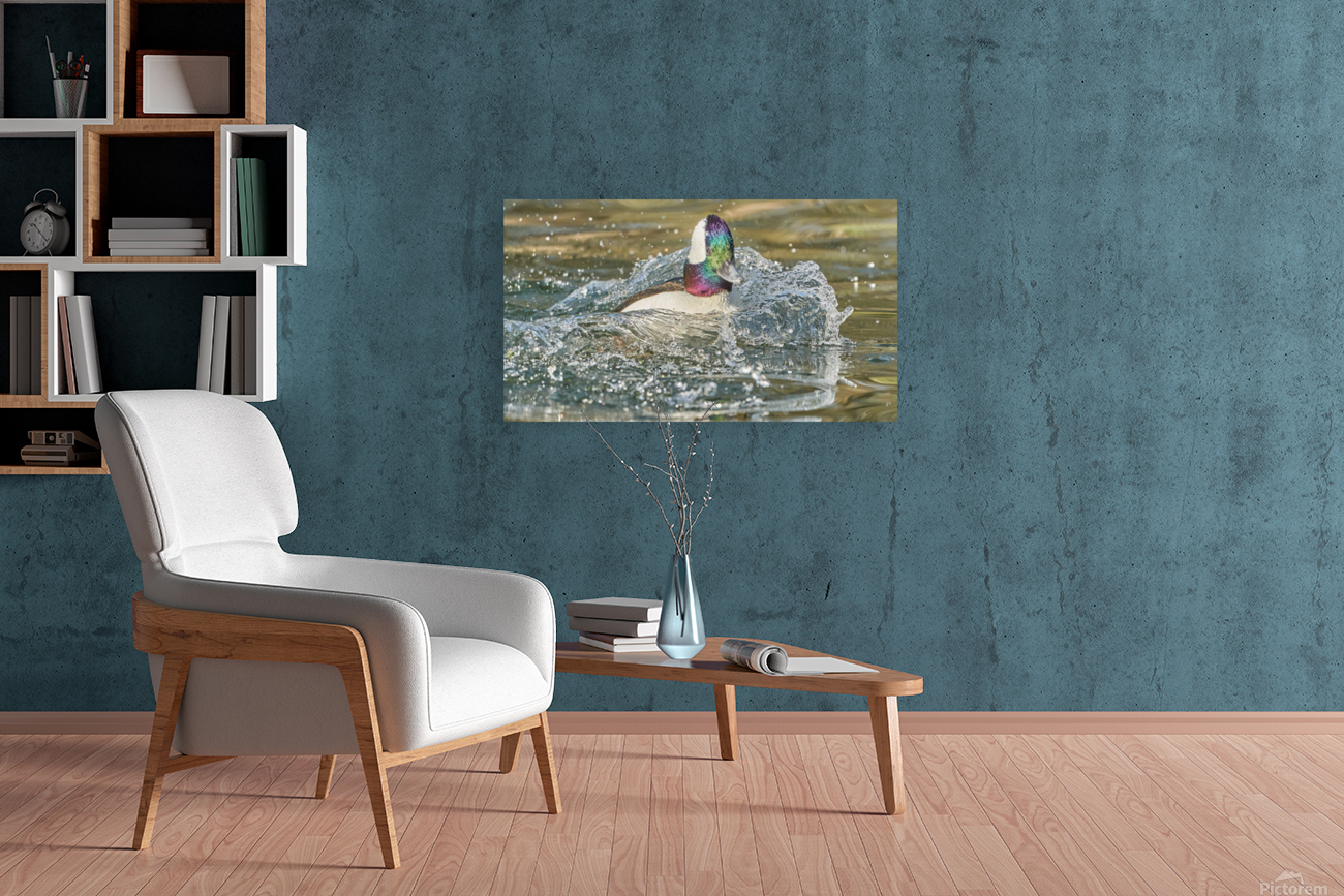 Bufflehead Splashing Waves Reproduction