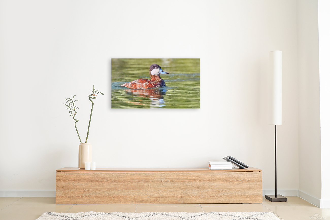 Ruddy Duck Looking Dapper Reproduction