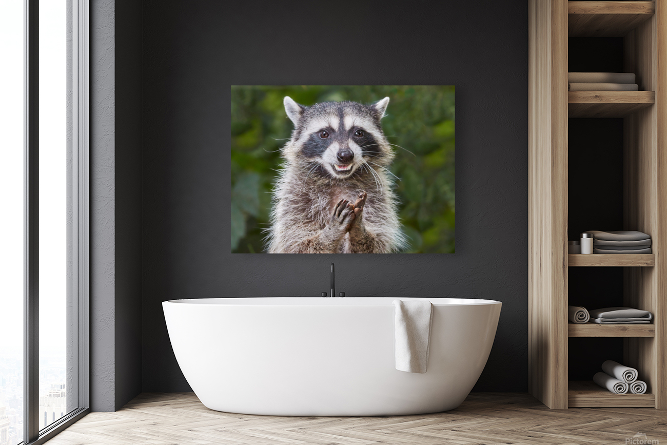 Rene   RaCoon Reproduction