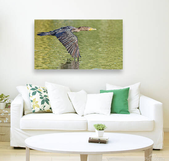 Cormorant Glidding Gracefully by RaphaelXOX