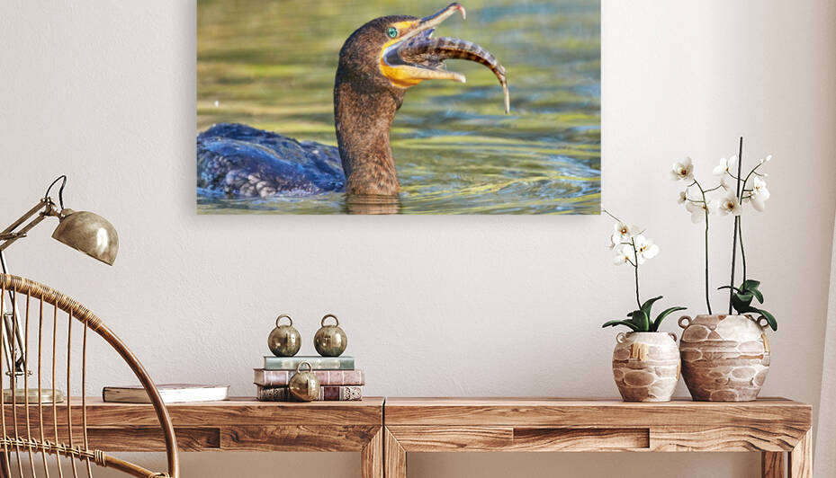 Cormorant Swallows Snack by RaphaelXOX
