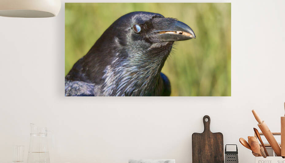 Raven   Mouth Full Of Nuts by RaphaelXOX