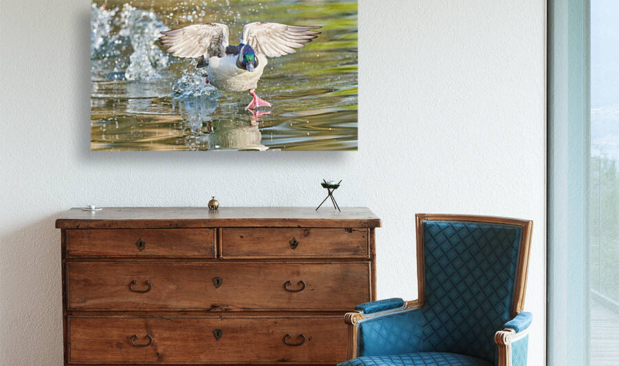 Bufflehead Duck Running Lift Off by RaphaelXOX