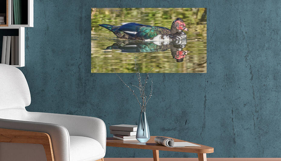 Ferdinand Muscovy Gracefully Glidding by RaphaelXOX