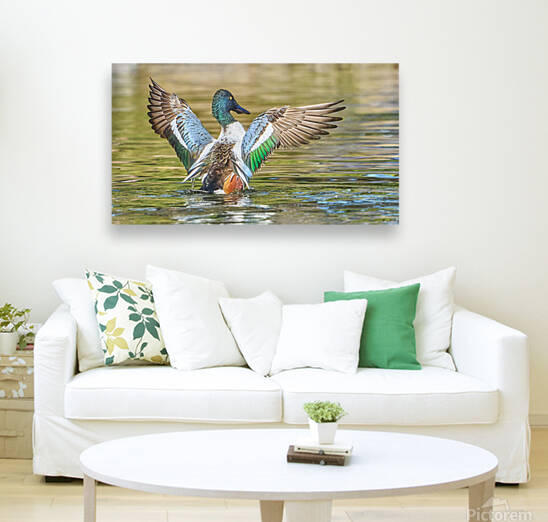 Northern Shoveler Splendor by RaphaelXOX