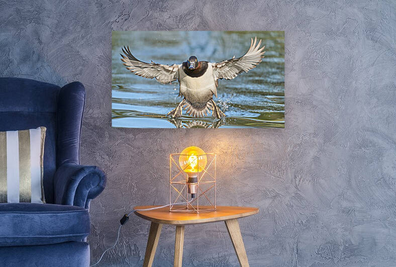 Ring Neck Duck Flying In Hot by RaphaelXOX