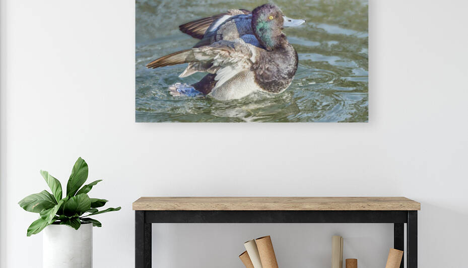 Scooter The Super Scaup by RaphaelXOX