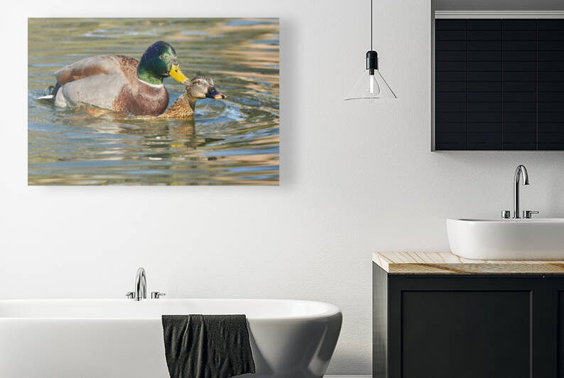 Mallard Romance by RaphaelXOX