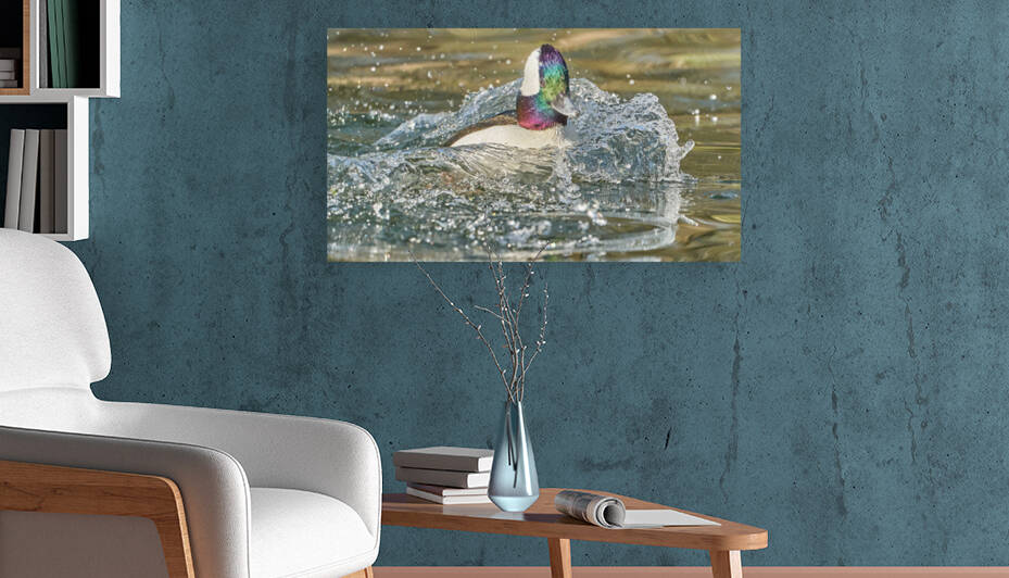 Bufflehead Splashing Waves by RaphaelXOX