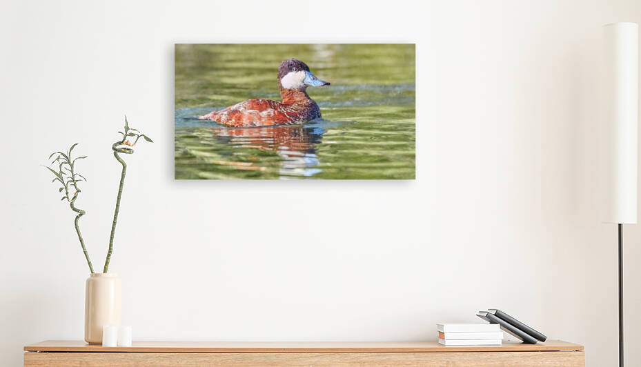 Ruddy Duck Looking Dapper by RaphaelXOX