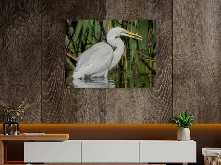 Egret Catches Tasty Tidbit by RaphaelXOX