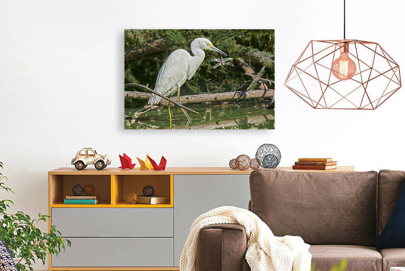 Snowy Egret Catches Dragonfly by RaphaelXOX
