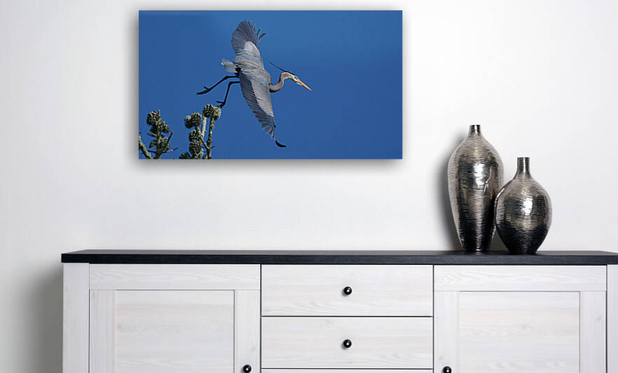 Great Blue Heron Swoop by RaphaelXOX