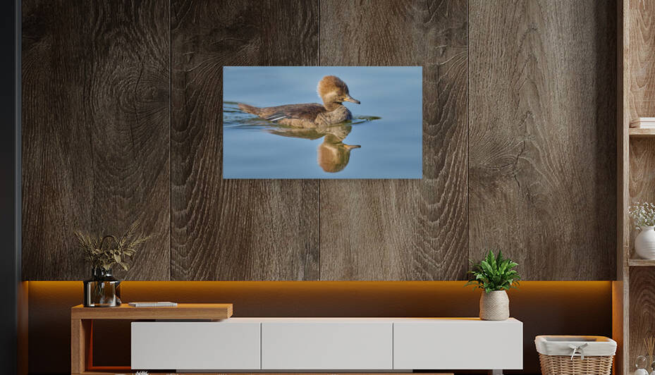 Hooded Merganser Hen Glidding by RaphaelXOX