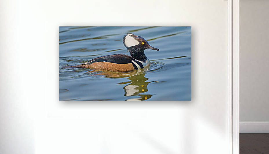 Hooded Merganser Drake Glidding by RaphaelXOX