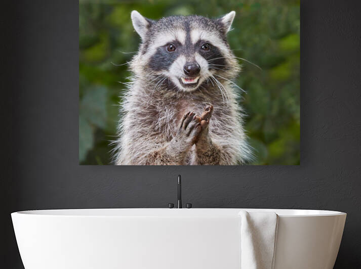 Rene   RaCoon by RaphaelXOX