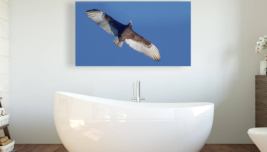 Turkey Vulture Soaring by RaphaelXOX