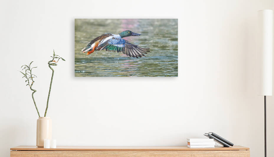 Northern Shoveler Lift Off by RaphaelXOX
