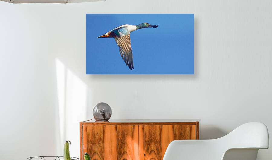 Northern Shoveler Flying High by RaphaelXOX
