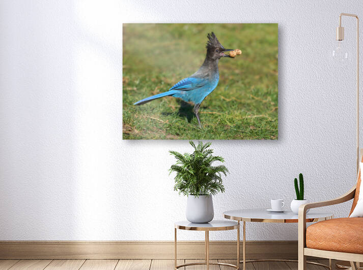 Stellers Jay Peanut Delight by RaphaelXOX