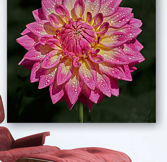 Dahlia Delightful by RaphaelXOX