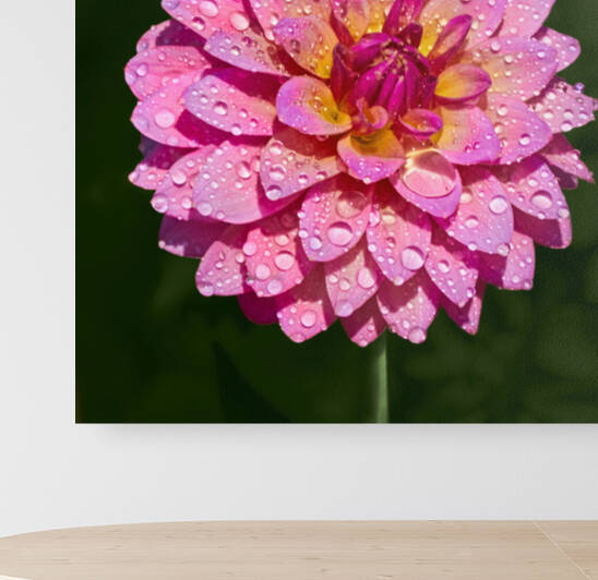 Dahlia Delicious by RaphaelXOX