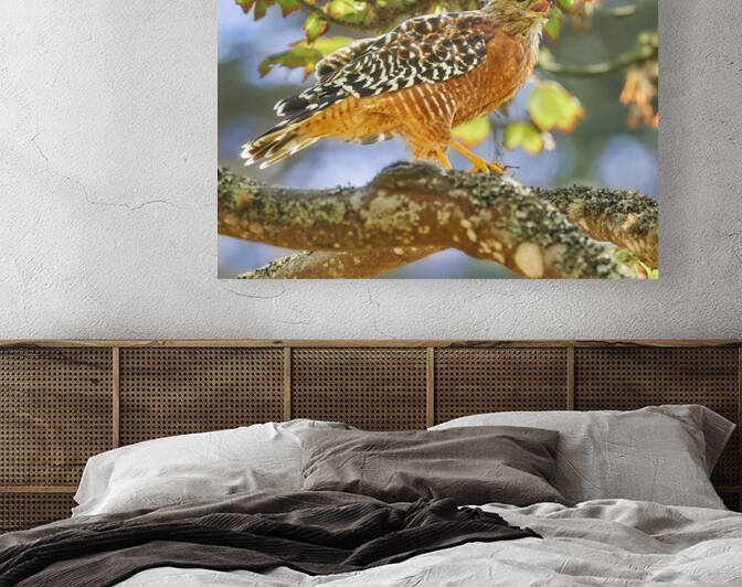 Red Shouldered Hawk Caw Caw by RaphaelXOX